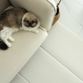 윈썸 고양이매트 슬개골보호+층간소음방지+미끄럼방지+스크래쳐가능 매트  접이식 250cm X 140cm