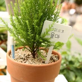 아트박스/데팡스 화단 꾸미기 식물이름표 13CM(가로형) 꽃 이름표