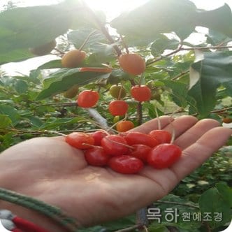  왕보리수나무 (R3전후) 결실주