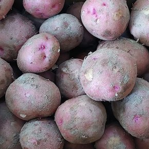 [뜰안애] 보석 제철미각 홍감자 3kg(조림용/개당30-60g)