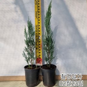 문그로우(측백나무) 20-30cm전후 포트묘