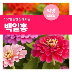 백일홍 꽃씨 씨앗 150립