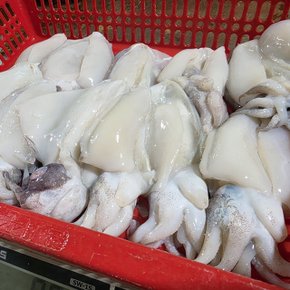 제철 손질 생물 갑오징어 800g