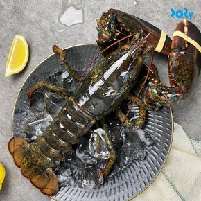 [도리마켓] 캐나다산 통통 활 랍스터 1미 900~1.1kg