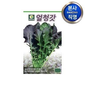 얼청갓 씨앗 20g . 야채 채소 텃밭 파종 재배 주말 농장 씨 종자