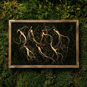 강원도 산양산삼 7-8년근 7뿌리