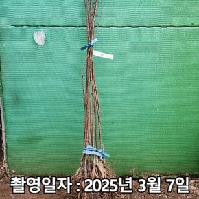 착한가격 나무생각 / 자두나무 / 후무사 / 접목1년 / 1등묘