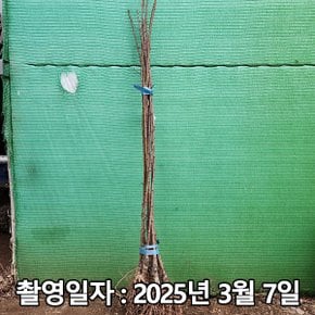 착한가격 나무생각 / 자두나무 / 후무사 / 접목1년 / 1등묘