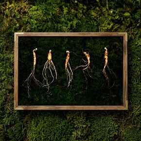 강원도 산양산삼 5-6년근 5뿌리