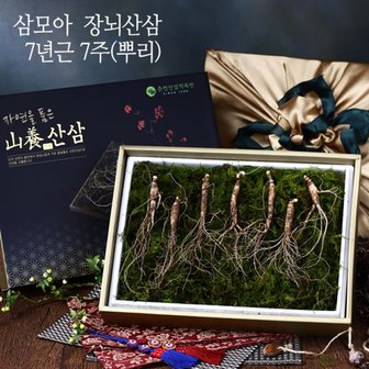 삼모아농장 [삼모아] 장뇌산삼(산양산삼) 7년근 7뿌리(건강사랑세트)/싱싱우드락패키지케이스+공단보자기포장