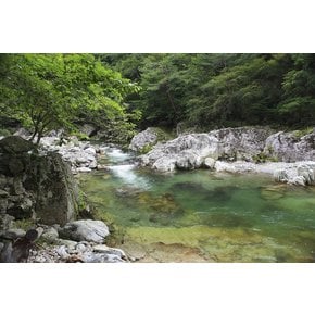 [당일여행] 강원도 인제 여름 계곡 트레킹 여름 여행 시원한 계곡 황금나무와 여행친구들