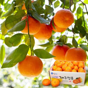 [애(愛)귤] 카라향 3kg(소과/벌크)