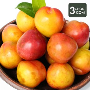 [산지직송]  새콤달달 하우스 햇 자두(특) 1.5kg