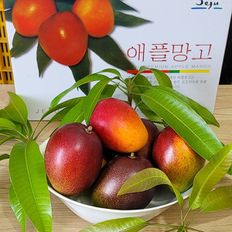 제주 애플망고 정품 선물세트 3kg (5-10과)[34640599]