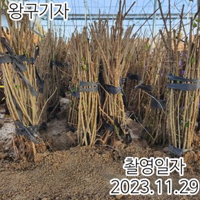 구기자나무 왕구기자나무 삽목1년특묘