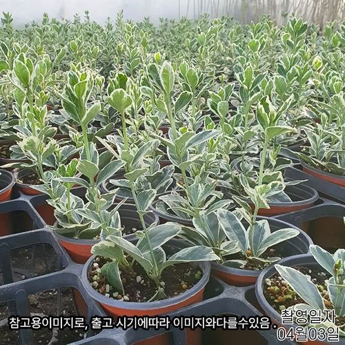 추가이미지2