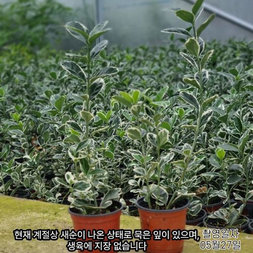 추가이미지4