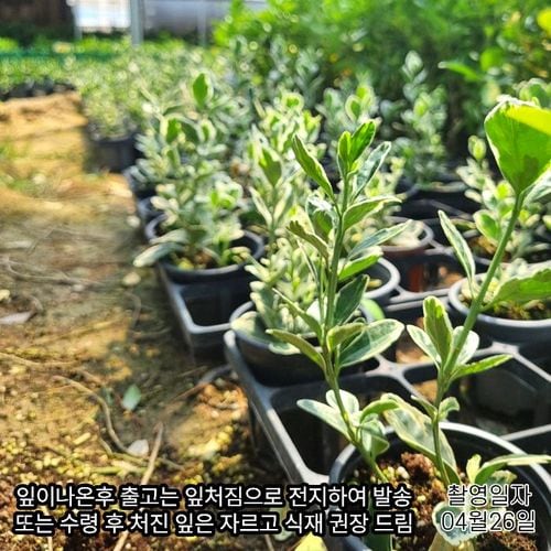 추가이미지5