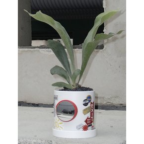 컨벡스 미러 팟 CONVEX MIRROR POT + 박쥐란 외 10PLANTS