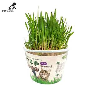 고양이 보리 영양제 그루루 재배세트