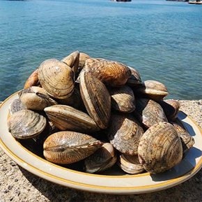 품질보장 제철 통영 다이버 왕바지락 1kg