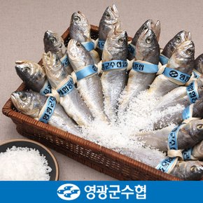 [냉동][영광군수협]법성포 영광 굴비 세트 1.6kg(역걸이/20미)