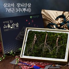 [삼모아] 장뇌산삼(산양산삼) 7년근 3뿌리(건강사랑세트)/싱싱우드락패키지케이스+공단보자기포장