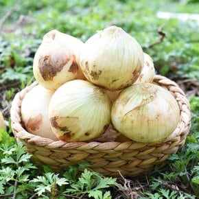 [팔도농장] 달큰한 무안 햇 양파(소) 3kg