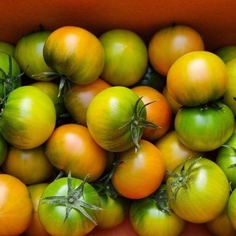 친환경팔도 부산 대저토마토 가정용(S-L 랜덤) 2.5kg