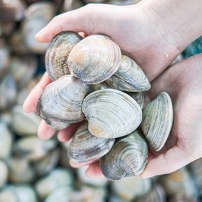 [오늘의바다] 백합조개 (백상합) 1kg