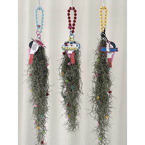 수염 틸란드시아 (Tillandsia usneoides)
