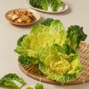  베타후레쉬 봄동 (500g)