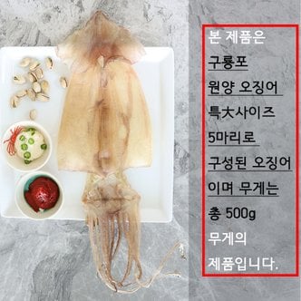  마른오징어 안주 5미 500g 구룡포오징어 건조 원양 배 특대사이즈
