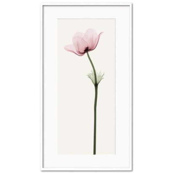 확대된 대표 [비롯] Anemone II 스티븐 앤 마이어스 인테리어 그림액자