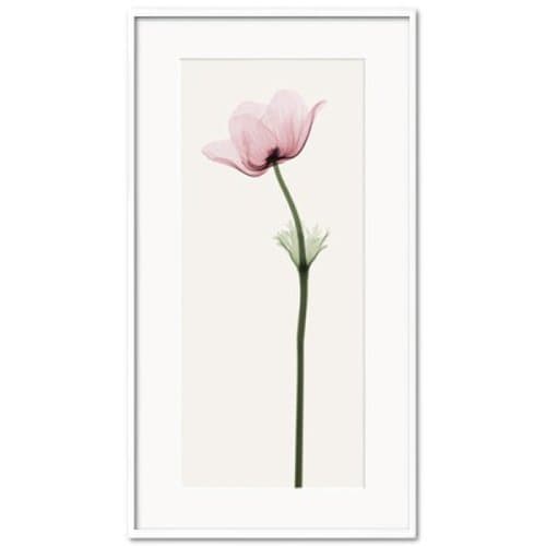 [비롯] Anemone II 스티븐 앤 마이어스 인테리어 그림액자