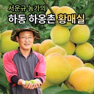 명가일품 [6월17일부터출고][맑은물농원]서윤규농가의 하동 황매실 왕왕특 10kg