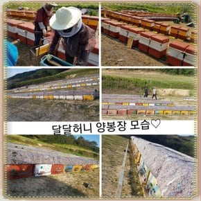 [달달허니] 옻꿀 2.4kg 1병