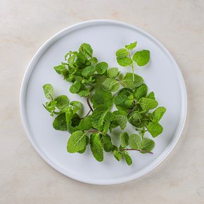애플민트 (10g)