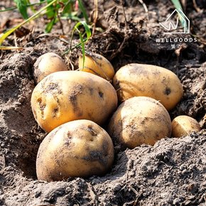 국내산 포슬포슬한 수미감자 2kg(왕특,개당180-250g)