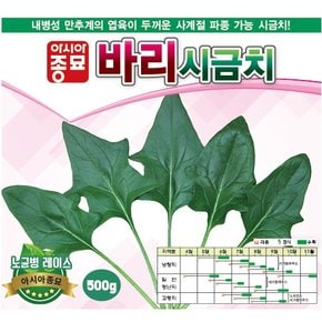 시금치씨앗종자 바리시금치(500g) 교배용