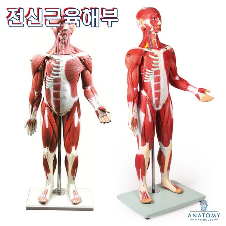 1/2축소 전신근육인체해부모형 Dm160 85Cm 5Kg 전신해부모형, 믿고 사는 즐거움 Ssg.Com