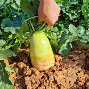 Fresh 제주 햇무 무 10kg