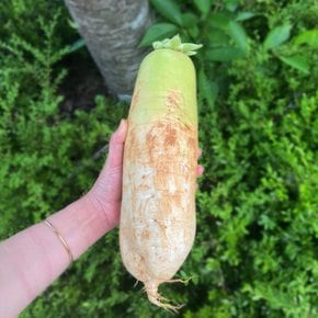 Fresh 제주 햇무 무 10kg