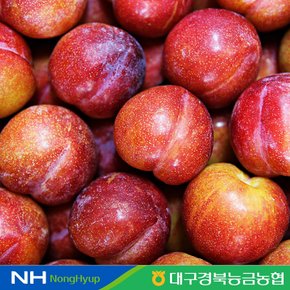 경북 햇자두(대석) 1.5kg(25과내) 대과