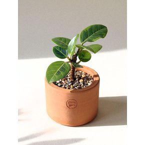 미니 뱅갈 고무나무 Terra Nori Clay Pot