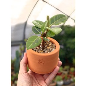 미니 뱅갈 고무나무 Terra Nori Clay Pot