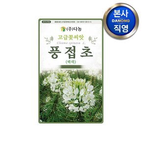 풍접초 흰색 씨앗 0.5g(200립) . 족두리꽃 백화채 클레오메 관상 꽃씨 종자