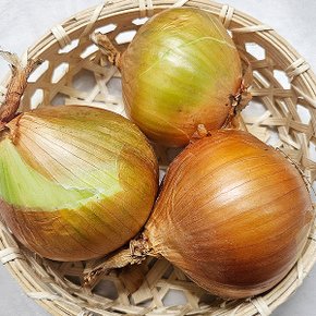 양파 중사이즈 2kg