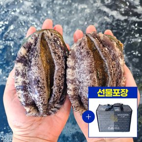 [선물세트포장] 완도 활전복 1kg(7~8미) + 전복칼증정