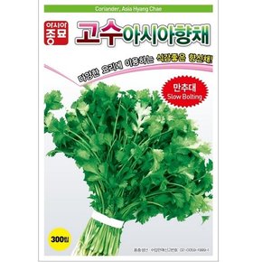 고수씨앗종자 아시아향채(6.5kg)